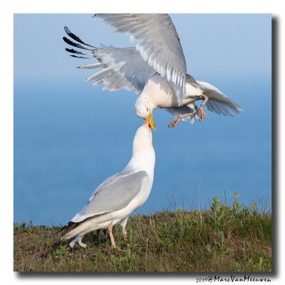 Zilvermeeuw - Herring Gull 2019
