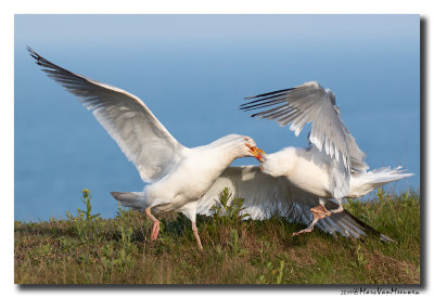 Zilvermeeuw - Herring Gull 2019