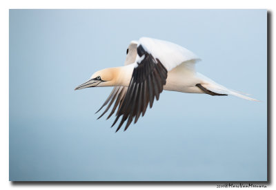 Jan-van-gent - Northern Gannet 2019