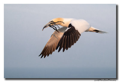 Jan-van-gent - Northern Gannet 2019