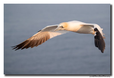 Jan-van-gent - Northern Gannet 