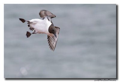 Zeekoet - Murre 2019