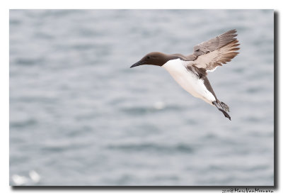 Zeekoet - Murre 2019