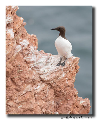 Zeekoet - Murre 2019