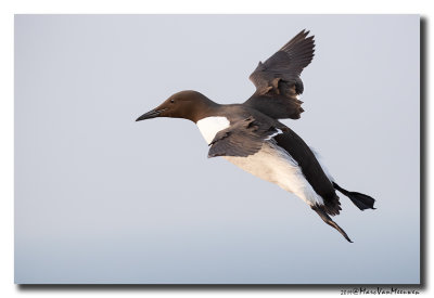 Zeekoet - Murre 2019