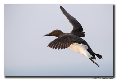 Zeekoet - Murre 2019