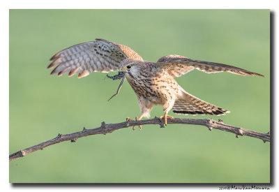 Torenvalk - Kestrel 2019