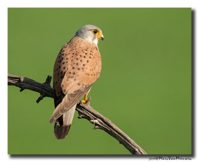 Torenvalk - Kestrel 2019
