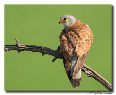 Torenvalk - Kestrel 2019