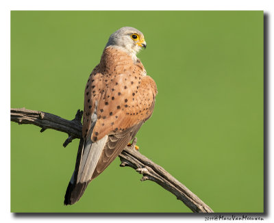Torenvalk - Kestrel 2019