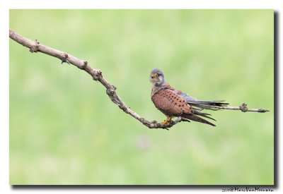 Torenvalk - Kestrel 2019