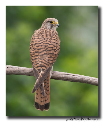 Torenvalk - Kestrel 2019