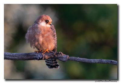 Roodpootvalk - Red-footed Falcon 2019