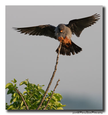 Roodpootvalk - Red-footed Falcon 2019