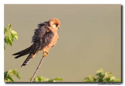 Roodpootvalk - Red-footed Falcon 2019
