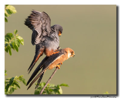 Roodpootvalk - Red-footed Falcon 2019