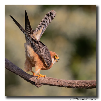 Roodpootvalk - Red-footed Falcon 2019