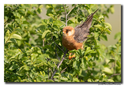 Roodpootvalk - Red-footed Falcon 2019