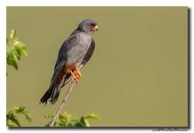Roodpootvalk - Red-footed Falcon 2019