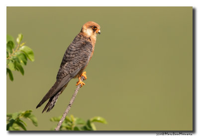 Roodpootvalk - Red-footed Falcon 2019