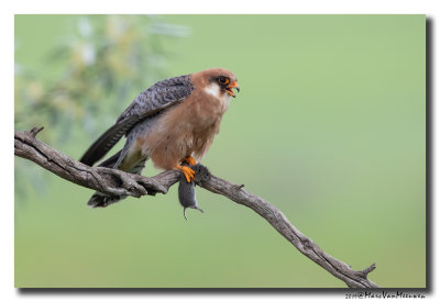 Roodpootvalk - Red-footed Falcon 2019