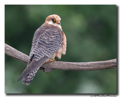 Roodpootvalk - Red-footed Falcon 2019