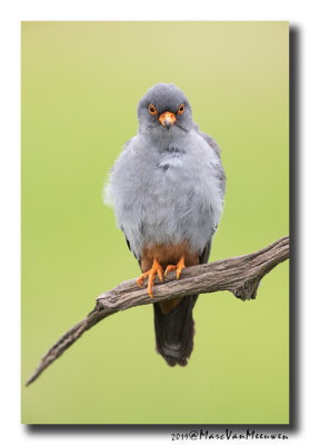 Roodpootvalk - Red-footed Falcon 2019