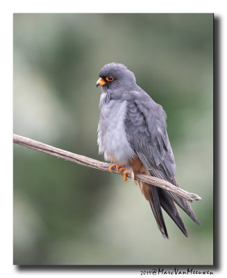 Roodpootvalk - Red-footed Falcon