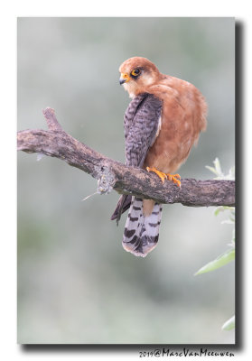 Roodpootvalk - Red-footed Falcon 2019