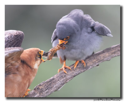 Roodpootvalk - Red-footed Falcon 2019
