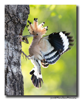 Hop - Hoopoe 2019
