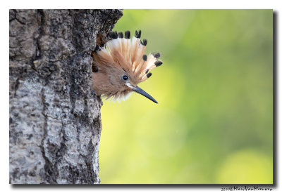 Hop - Hoopoe 2019
