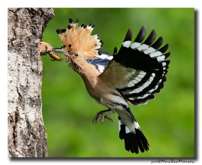 Hop - Hoopoe 2019