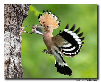 Hop - Hoopoe 2019