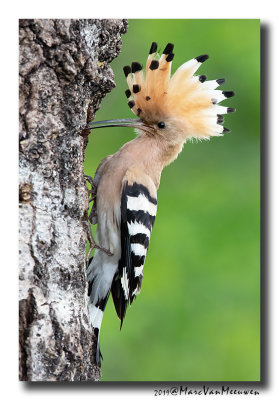 Hop - Hoopoe 2019