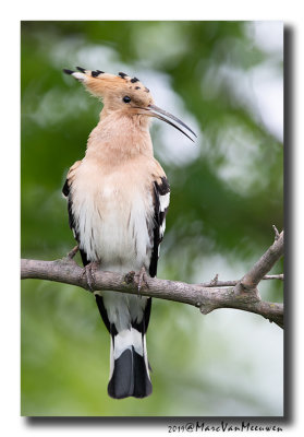 Hop - Hoopoe 2019
