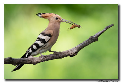 Hop - Hoopoe 2019