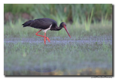 Zwarte Ooievaar - Black Stork