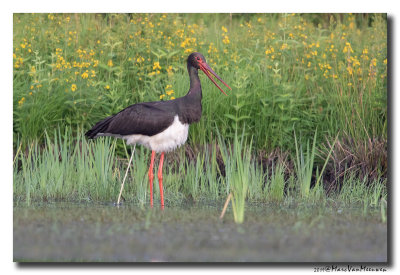 Zwarte Ooievaar - Black Stork