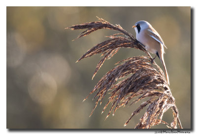 Baardman - Bearded Reedling 20191120