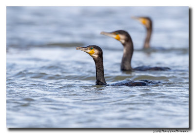 Aalscholver - Great Cormorant 20190907