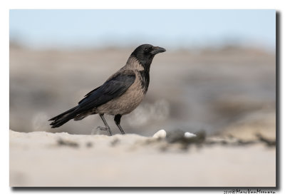 Bonte Kraai - Hooded Crow 20190507