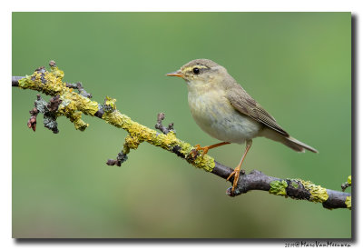 Fitis - Willow Warbler