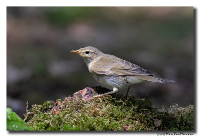 Fitis - Willow Warbler