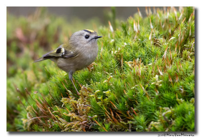 Goudhaan - Goldcrest
