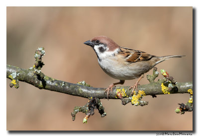 Ringmus - Tree Sparrow 