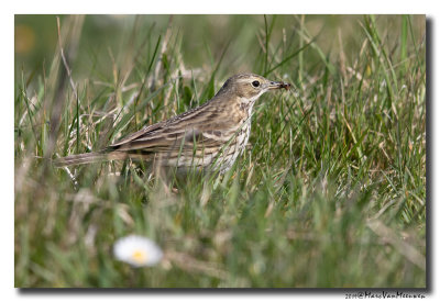 Graspieper - Meadow Pipit
