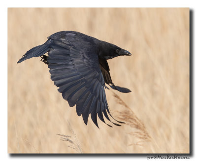 Zwarte Kraai - Carrion Crow