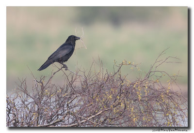 Zwarte Kraai - Carrion Crow
