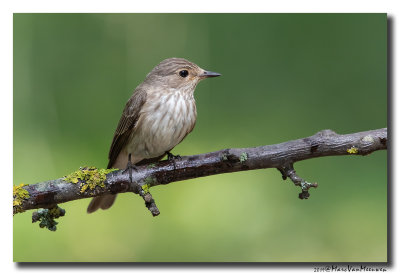 Grauwe Vliegenvanger - Spotted Flycatcher
